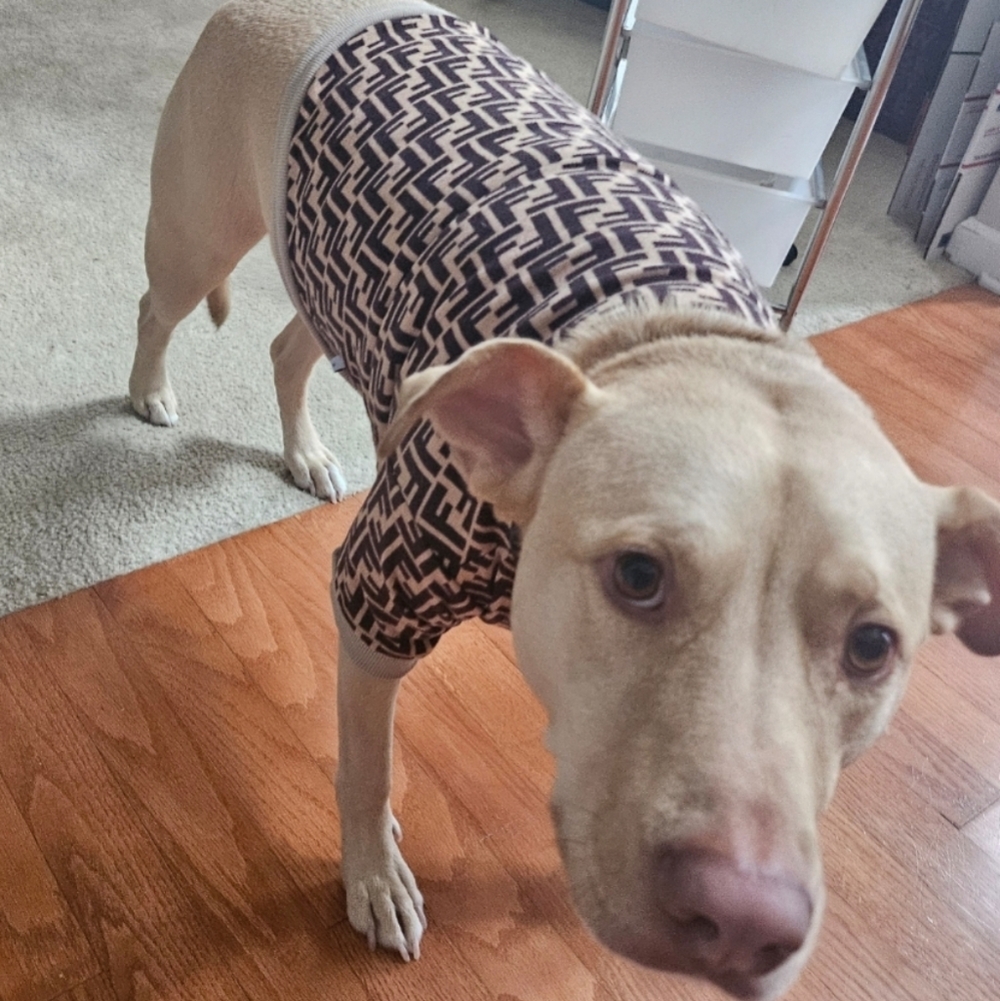 Monogram Dog Sweater 🐶 (Best for 40-65 lbs) - Picture 5 of 5